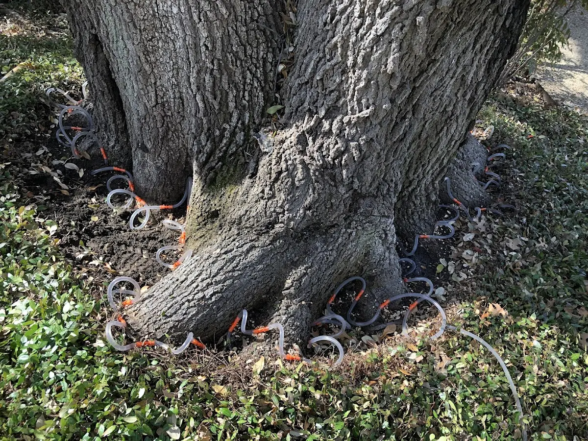 Detailed Tree Cabling and Bracing job site in New Manchester