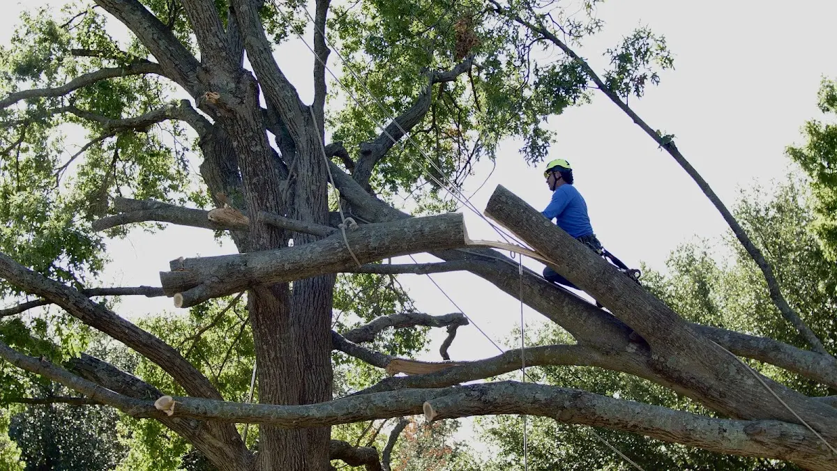 Professional Crown Thinning performed by certified arborists in New Manchester
